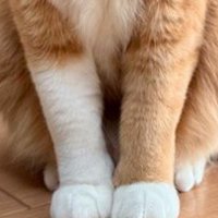 白い模様が入った猫の前足