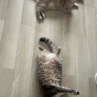 そばでくつろぐ2頭の猫