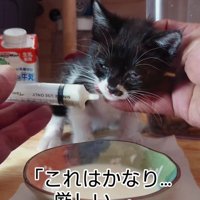 シリンジでミルクを飲む子猫