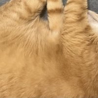丸くなって寝ている猫の様子