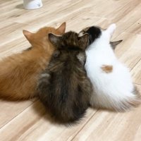 重なって寝ている子猫