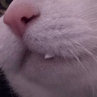 目を丸く見開いたキジ白猫の顔のアップ