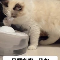 給水器に顔を突っ込む猫