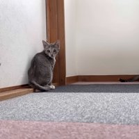 遊んでいる猫たちの写真