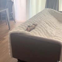 ソファの背もたれの隙間で寝ている子猫（ひき全体）