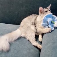 頭についていた帽子を前足で外す猫