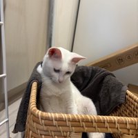 かごに入っている白猫