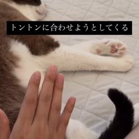 横たわっている猫とお尻の近くて手をあげている飼い主（尻尾をやや曲げて上げている）