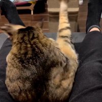 飼い主の足の間にハマって後ろ足をばたつかせる猫