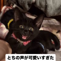 投稿者を見て鳴き声をあげるピンクの首輪を着けた子猫