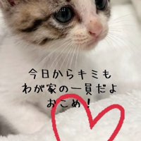 子猫の横顔