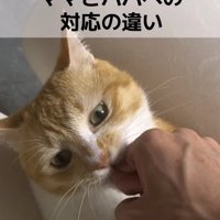 飼い主の手に噛みついている猫
