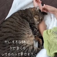 女の子の腕まくらで眠る猫