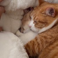 重なってる2匹の猫