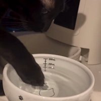 手に水をつける猫