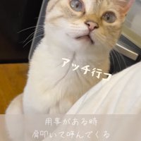 飼い主の顔を見つめる猫