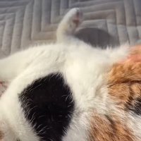 横たわった姿