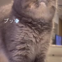 おやつの匂いを嗅いで顔をしかめる猫