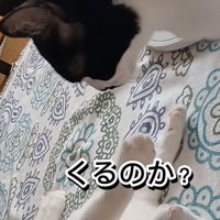 「くるのか？」のテロップ写真