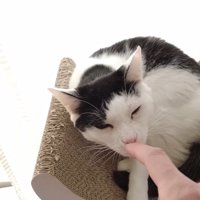 指に顔を近づけるホルンくん