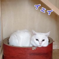 爪研ぎボウルの中に入っている白猫