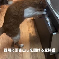 引き出しを開けている猫
