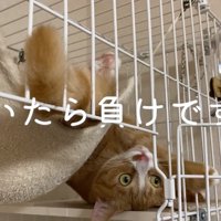 シッポを左に振るウラちゃん