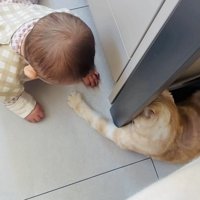 赤ちゃんに手を伸ばすスコティッシュフォールド
