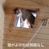 部屋の上部に開いた穴から下を眺める猫