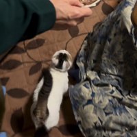 歩く猫の後ろ姿