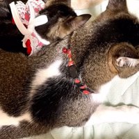 先住猫によりそう子猫