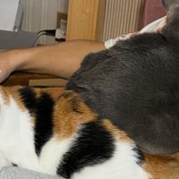 男性と猫