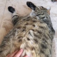 仰向けで眠っているキジトラ猫の腹を撫でる飼い主