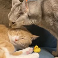 スコティッシュフォールドをグルーミングするミックス猫