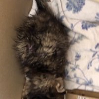 上から見た子猫