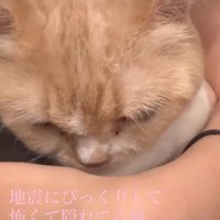 顔を俯かせる猫