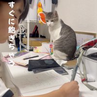 見る猫