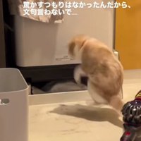 驚く猫
