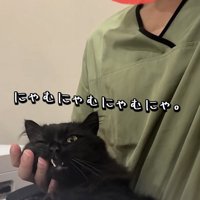 飼い主にかまってもらうミックス猫