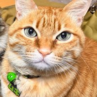 茶トラ猫