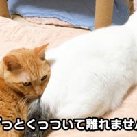猫のおしりを枕にしている猫
