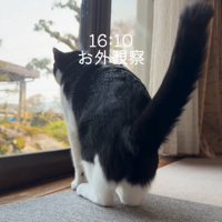 窓から外を見る猫