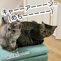 振り向く猫と座る子猫