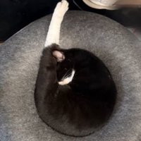 寝ている猫