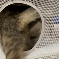 飼い主に気付いて慌てる2匹の保護猫