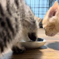 前足でお皿を
