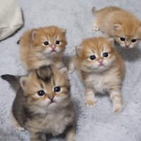 1匹こっちを見ていない様子