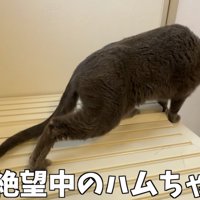 「絶望中の...」のテロップ写真