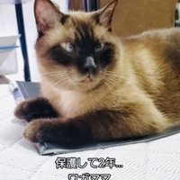 ファイルの上に乗るシャム猫