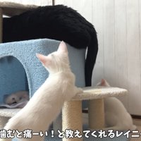 成猫に叱られる子猫